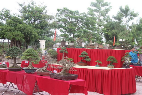 Hà Nội triển lãm Bonsai nghệ thuật ảnh 1